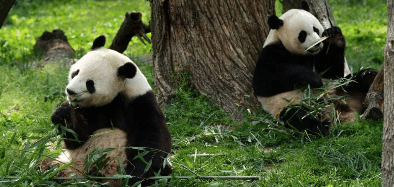 Shaanxi Rare Wildlife Rescue and Breeding Centre